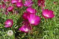 Bush’s Poppy Mallow Seeds – Native Perennial Wildflower, Magenta-Purple Blooms, Pollinator Plant, Callirhoe bushii, Drought Tolerant