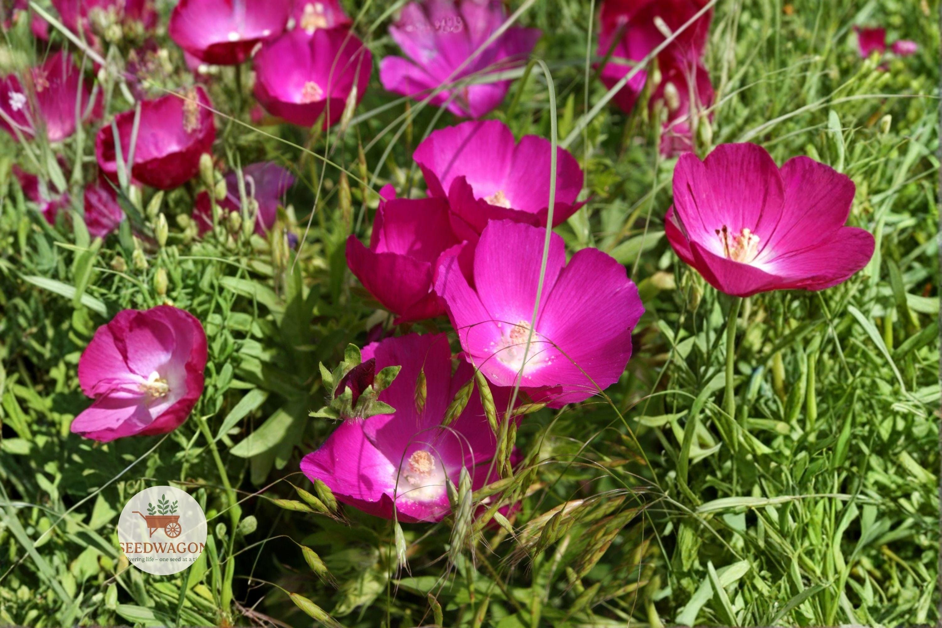 Bush’s Poppy Mallow Seeds – Native Perennial Wildflower, Magenta-Purple Blooms, Pollinator Plant, Callirhoe bushii, Drought Tolerant