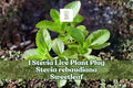 Stevia rebaudiana Live Plant Plug | Culinary Herb, Sweetleaf, Candyleaf | Kitchen Garden, Patio Container