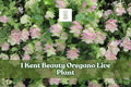 Kent Beauty Ornamental Oregano Live Plant Plug | Trailing Herb for Containers & Gardens | Origanum ‘Kent Beauty’