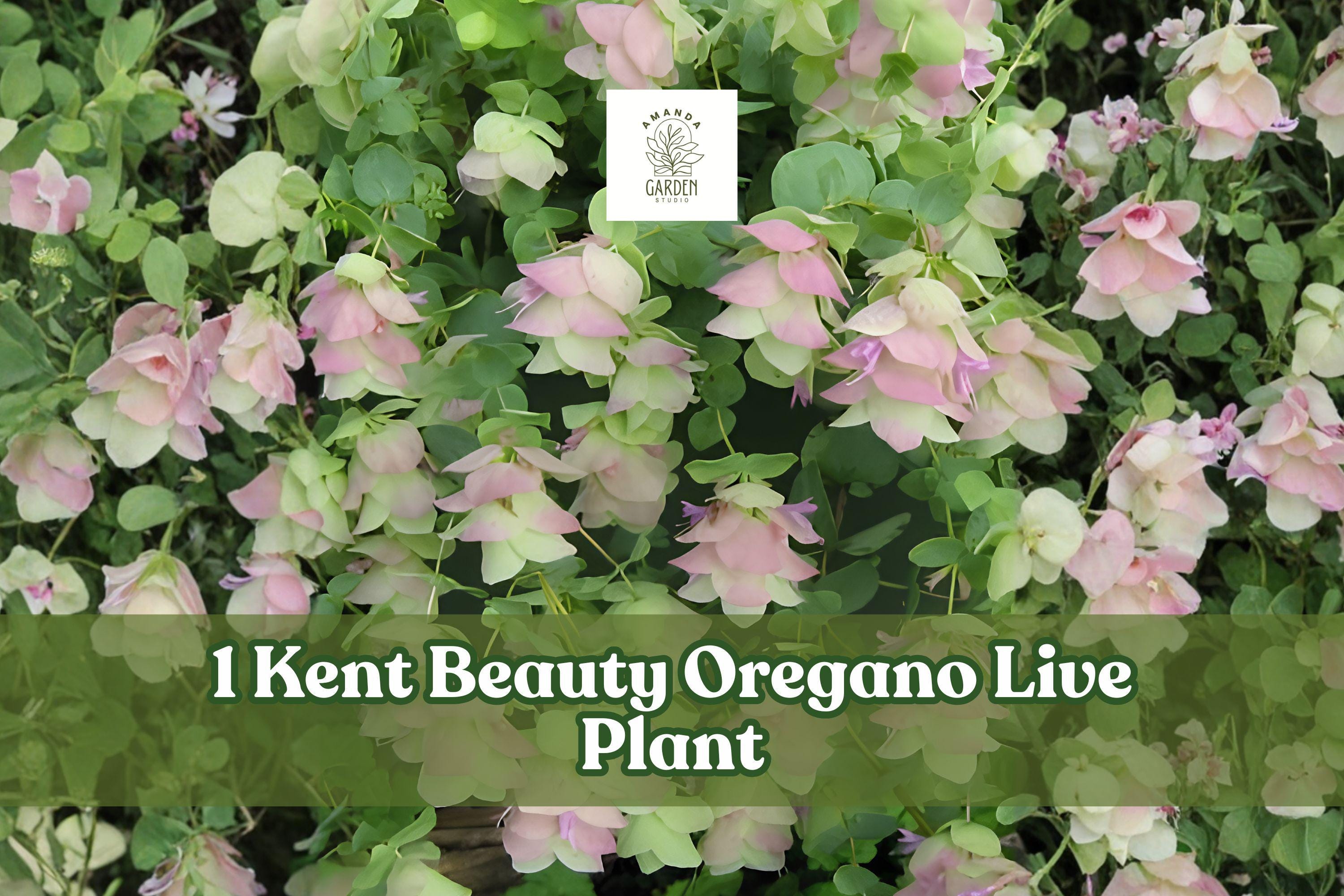 Kent Beauty Ornamental Oregano Live Plant Plug | Trailing Herb for Containers & Gardens | Origanum ‘Kent Beauty’