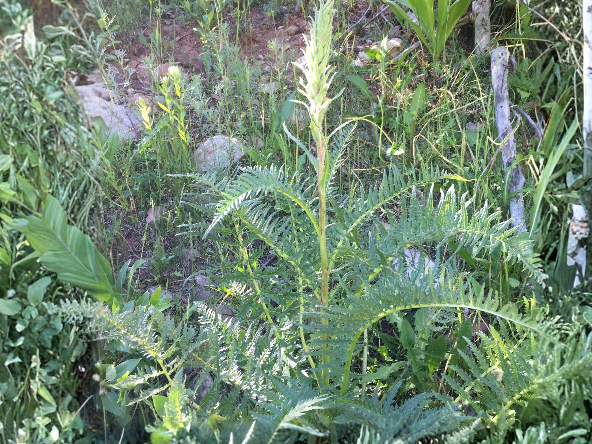Giant Lousewort Flower Seeds | Pedicularis Procera | Pale Yellow to Cream | Perennial Woodland Plant | 100 Seeds