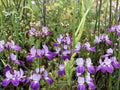 Chinese Houses Flower Seeds | Collinsia heterophylla | Pink, Purple & White Wildflower for Garden & Wildflower Planting