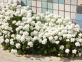 Empress Rocket Candytuft Flower Seeds | Iberis Amara | White Blooming Annual for Borders & Cottage Gardens | 100 Seeds