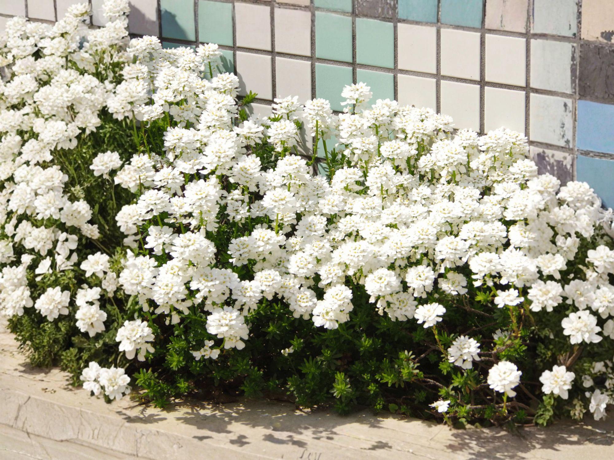Empress Rocket Candytuft Flower Seeds | Iberis Amara | White Blooming Annual for Borders & Cottage Gardens | 100 Seeds