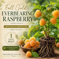 Fall Gold Raspberry Live Root Plant – Everbearing Rubus idaeus for Home Garden & Containers