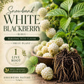 Snowbank White Blackberry Plant – Heirloom Non-GMO Rubus hybrid, White Berries, Self-Pollinating, Trailing Growth, Garden Starter