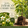 Jamaican Cherry Live Root Starter Plant – Muntingia calabura Tropical Fruit Tree Non-GMO Heirloom