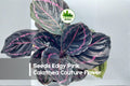 25 Edgy Pink Calathea Seeds | Tropical Foliage Plant | Vibrant Pink Patterns | Calathea spp. Indoor Houseplant