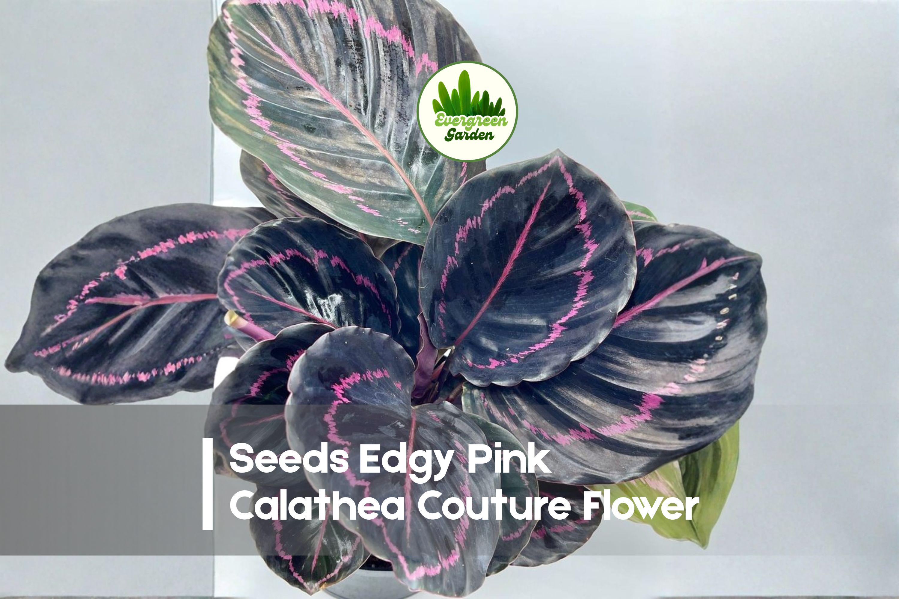 25 Edgy Pink Calathea Seeds | Tropical Foliage Plant | Vibrant Pink Patterns | Calathea spp. Indoor Houseplant