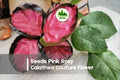 Pink Rosy Calathea Seeds – Tropical Foliage Plant, Calathea spp., Indoor Decor, Shaded Garden, 25 Seeds
