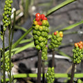 Bare Root Lord and Ladies Plants | Arum Maculatum | Woodland Perennial 5 Pack