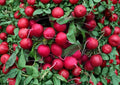 100+ Champion Radish Seeds – Heirloom Non-GMO Vegetable Seeds for Garden, Round Red Radish, Crisp Mild Flavor, Fast Growing