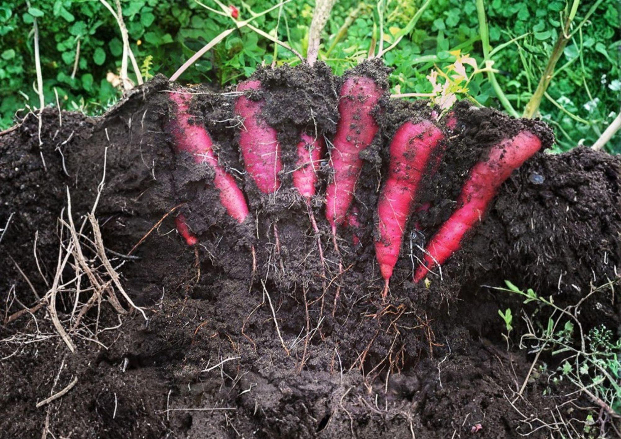 Purple Dragon Carrot Seeds - Heirloom Organic Non-GMO Vegetable Seeds for Garden Planting, Purple Skin, Orange Core, Sweet Crunchy