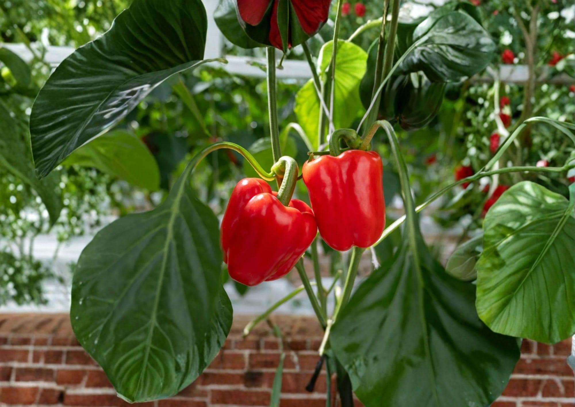 California Wonder Bell Pepper Seeds – Heirloom Non-GMO Vegetable Seeds for Garden Planting, Green to Red Thick-Walled Peppers
