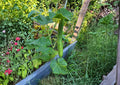 25+ Suyo Long Cucumber Seeds, Heirloom Asian Ribbed Variety, Sweet Crisp Burpless Cucumis sativus for Garden Planting
