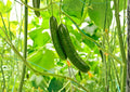50+ Marketmore 76 Cucumber Seeds Heirloom, Disease-Resistant Slicing Vegetable for Garden Planting