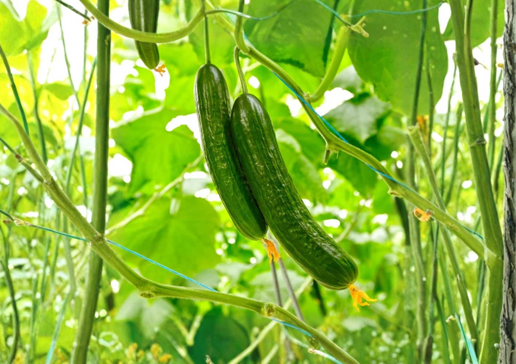 50+ Marketmore 76 Cucumber Seeds Heirloom, Disease-Resistant Slicing Vegetable for Garden Planting