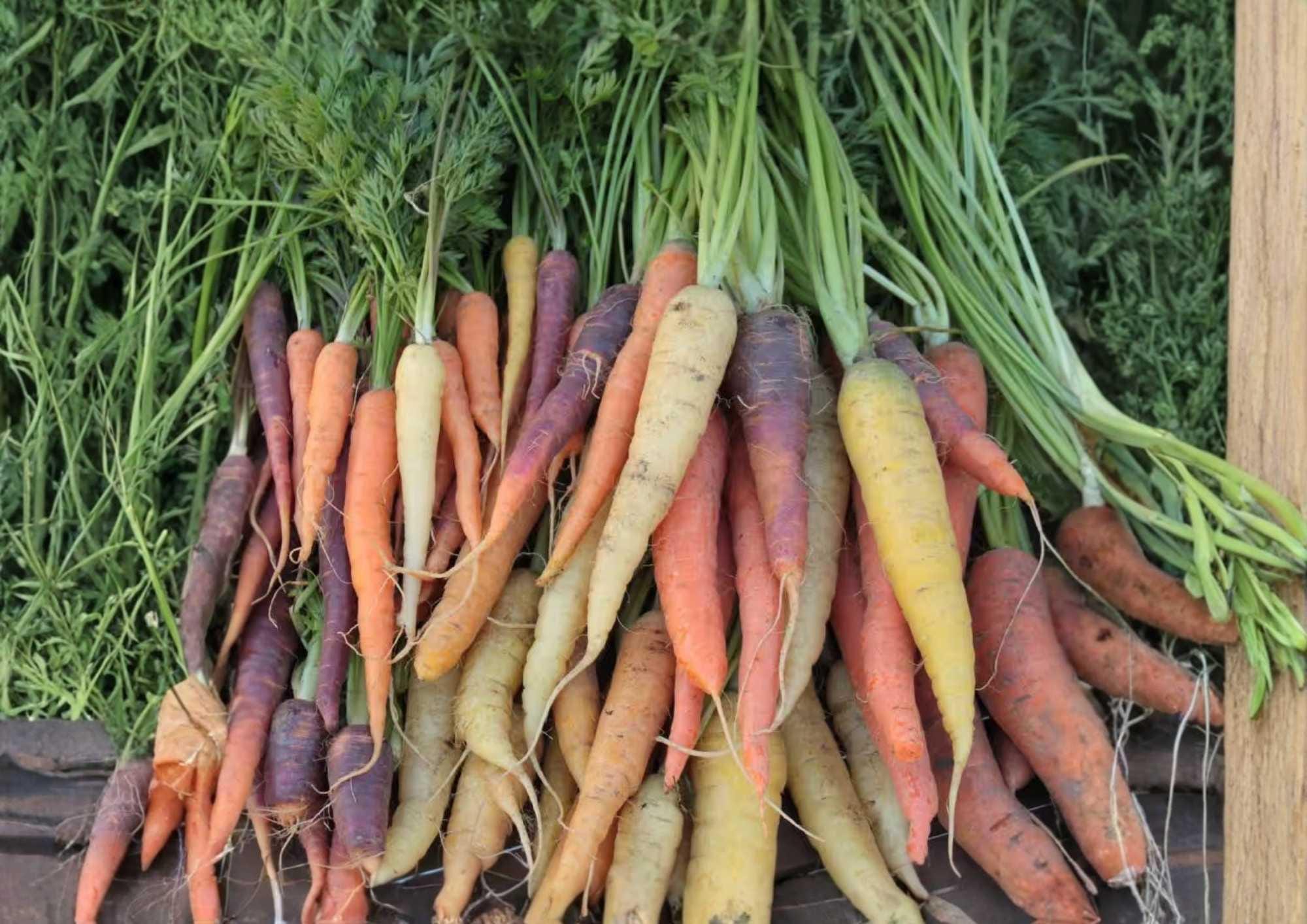 Rainbow Carrot Seeds Mix – Heirloom Vegetable Seeds for Garden, Colorful Purple, Yellow, Orange, White Carrots, Sweet Variety