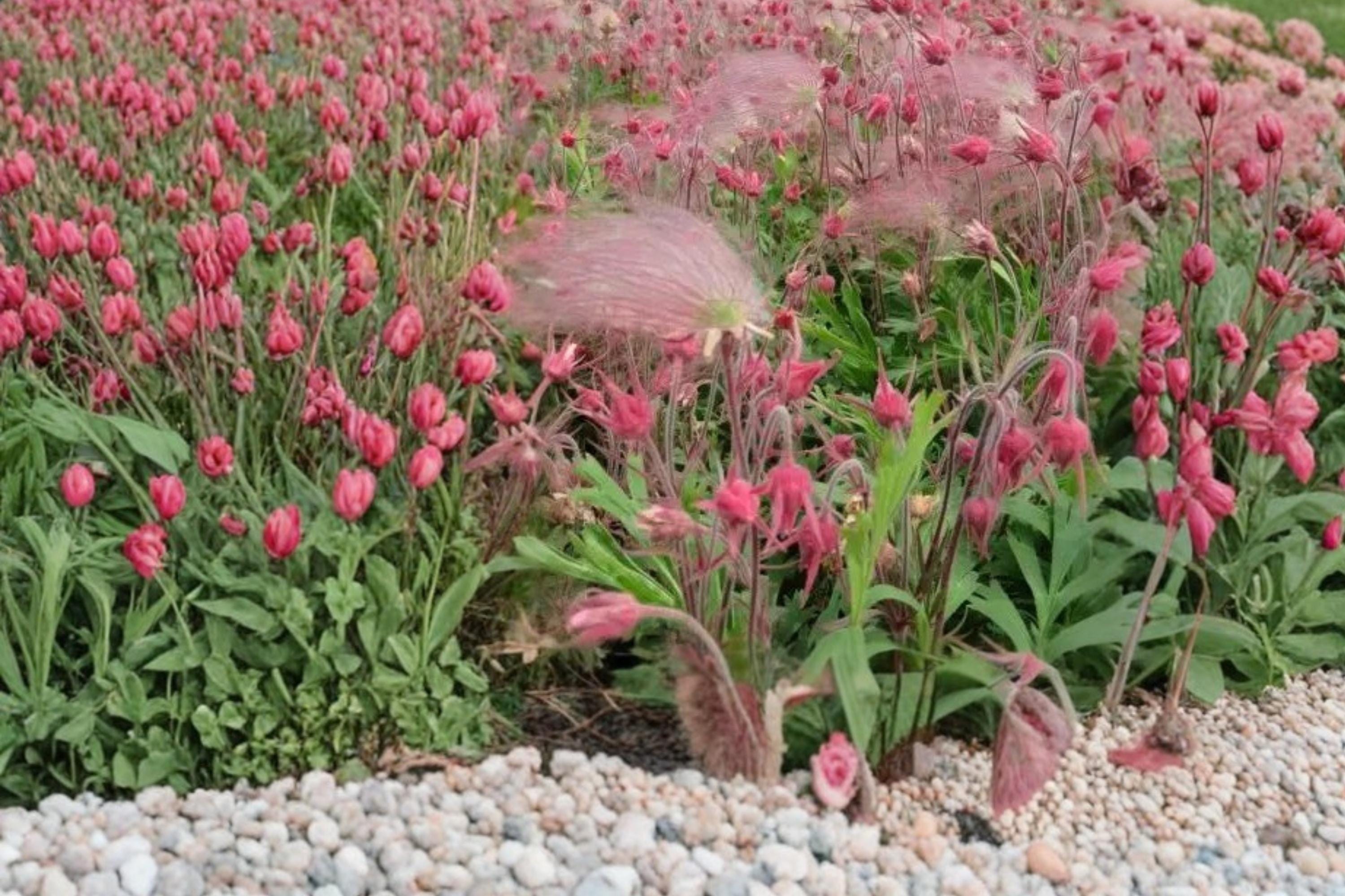 Prairie Smoke Seeds – Geum triflorum Perennial Flower for Garden, Ornamental Wildflower, Native Plant Seed