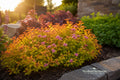 Magic Carpet Spirea Unrooted Cuttings – Pink Flowers, Colorful Foliage, Spiraea japonica, 6–8 Inches, Ornamental Shrub