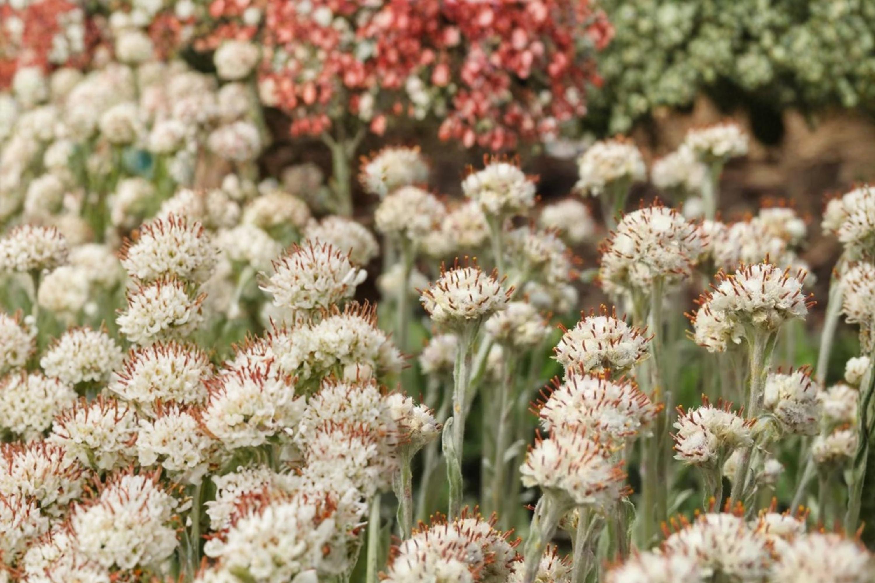 Prairie Pussytoes Seeds – Antennaria neglecta Wildflower, Low-Growing Perennial Ground Cover, Native Plant for Rock Gardens & Natural Landscapes