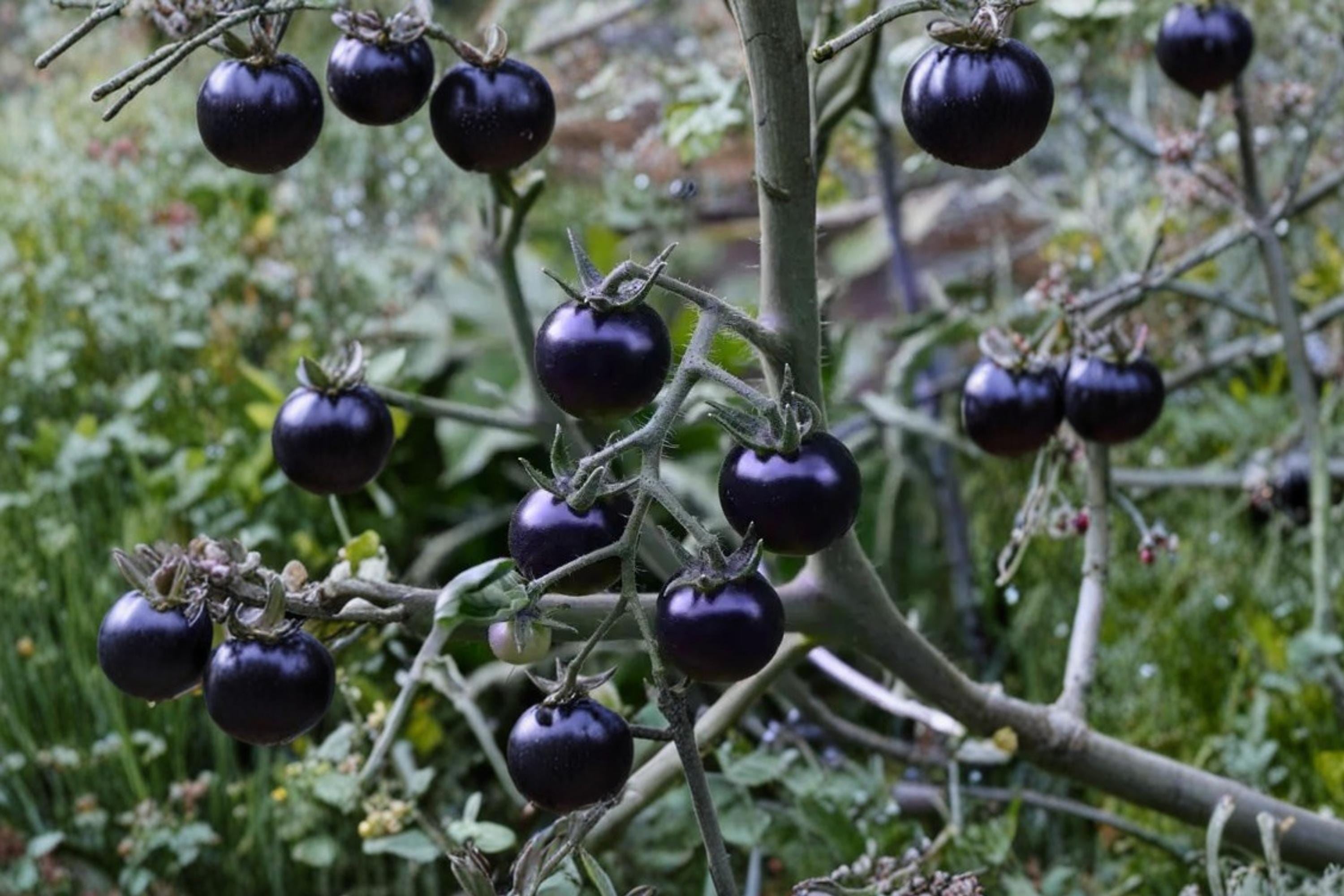 Black Tomato Seeds – Solanum lycopersicum, Dark Fruit, Heirloom Vegetable, Garden & Container Planting, 50+ Seeds