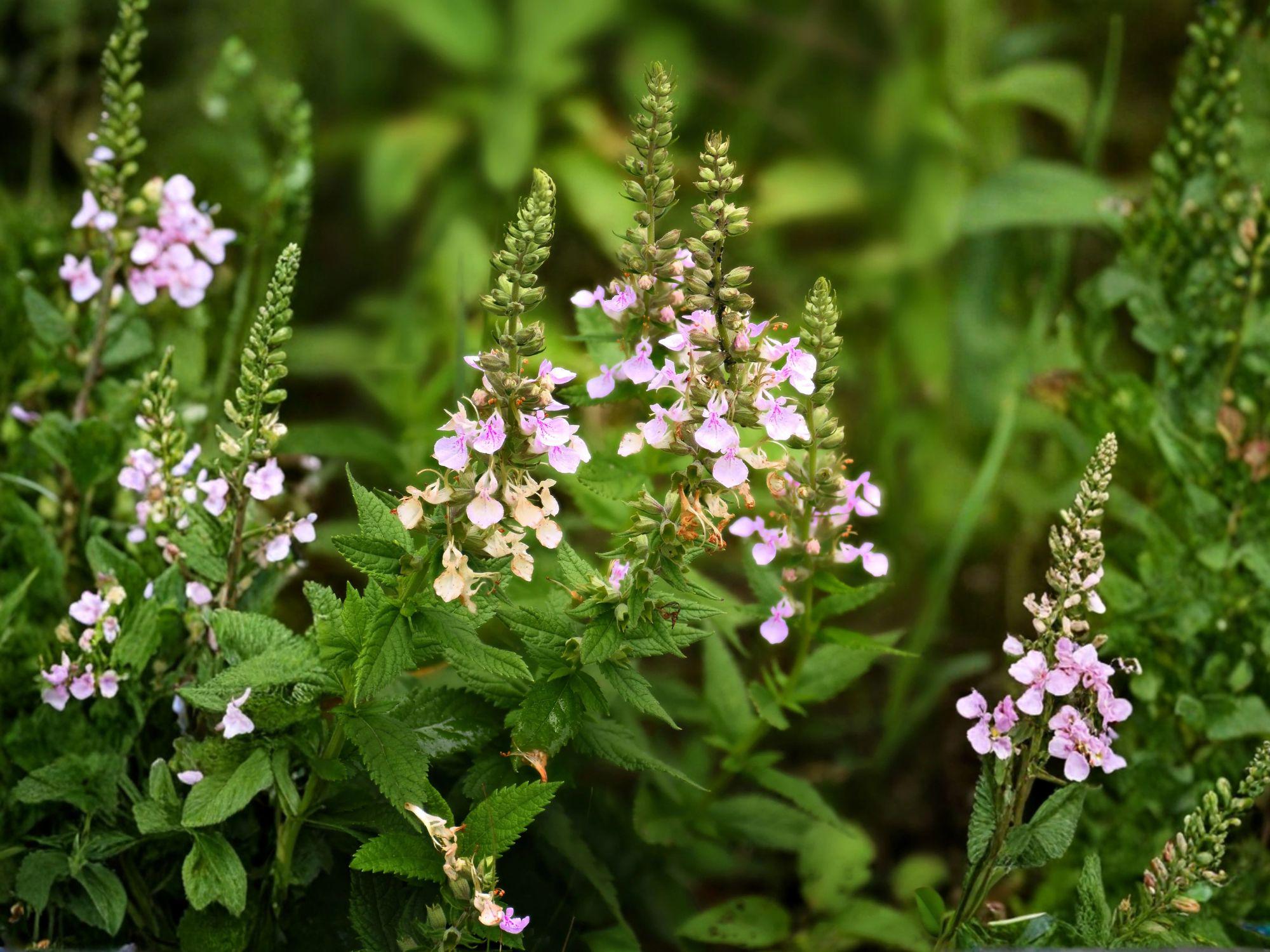 American Germander Seeds – Teucrium canadense Flowering Plant for Gardens & Natural Landscapes