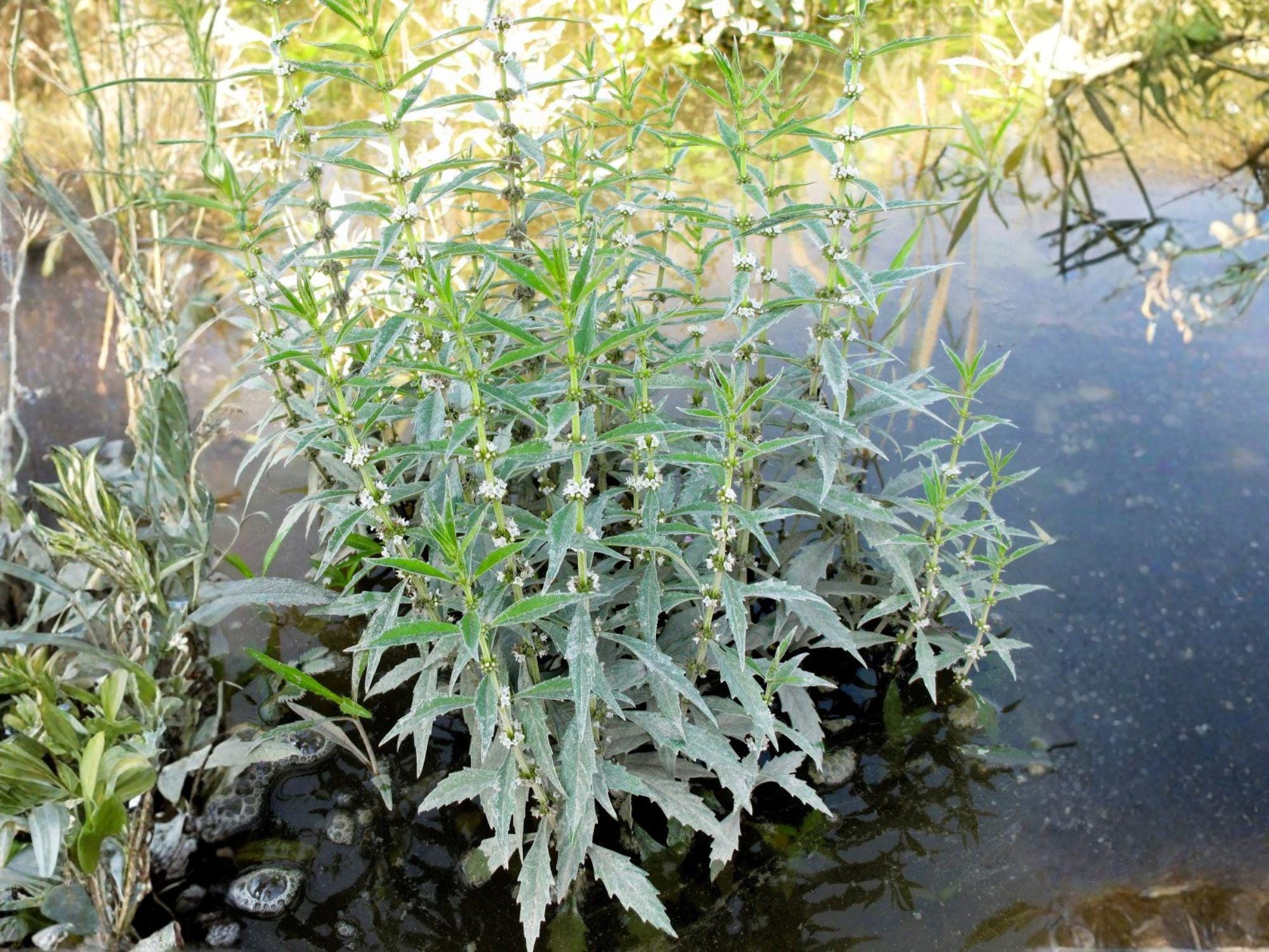 American Bugleweed Flower Seeds | Lycopus Americanus | Perennial White Flowers for Moist Gardens & Natural Landscapes