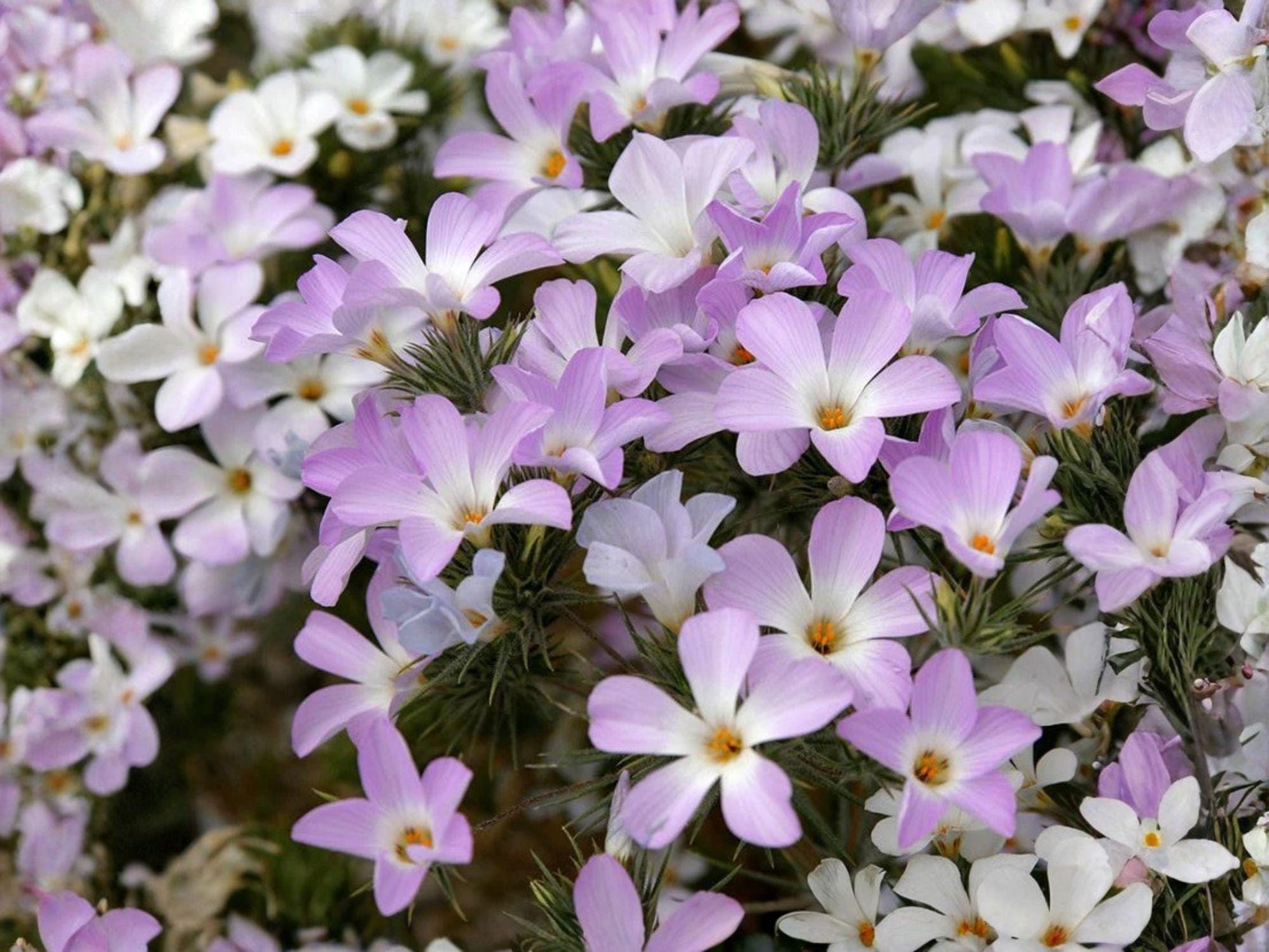 Mountain Phlox Seeds – Linanthus grandiflorus Flower Mix for Garden & Container Planting, Pink, Rose & White, 100 Seeds