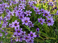 Blue-Eyed Grass Seeds | Sisyrinchium bellum | Perennial Flowering Plant with Blue-Violet Flowers | 100 Seeds