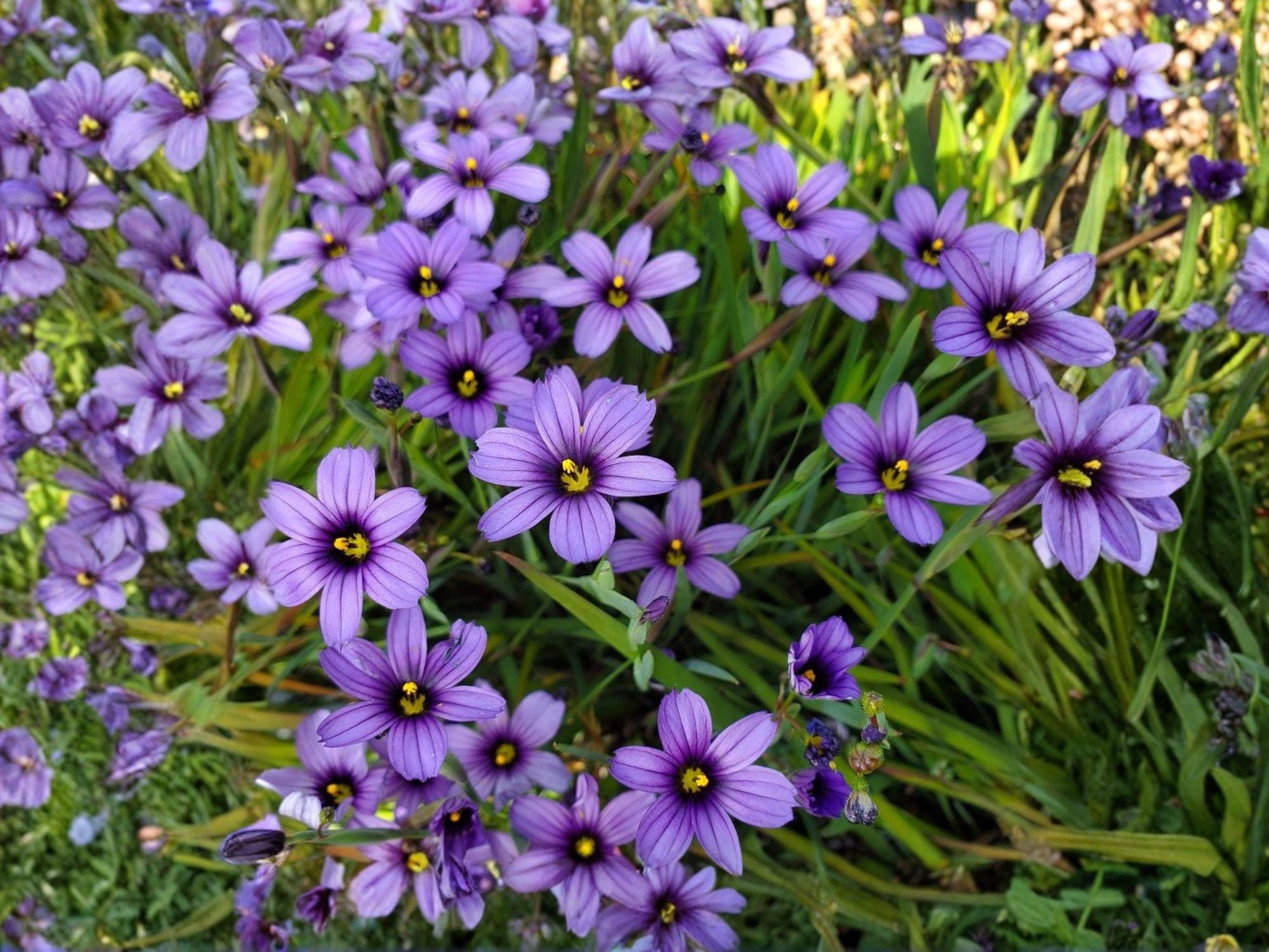 Blue-Eyed Grass Seeds | Sisyrinchium bellum | Perennial Flowering Plant with Blue-Violet Flowers | 100 Seeds