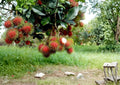 Rambutan Live Fruit Tree – Nephelium lappaceum – Tropical Evergreen Starter Plant, 12–24 Inches Tall