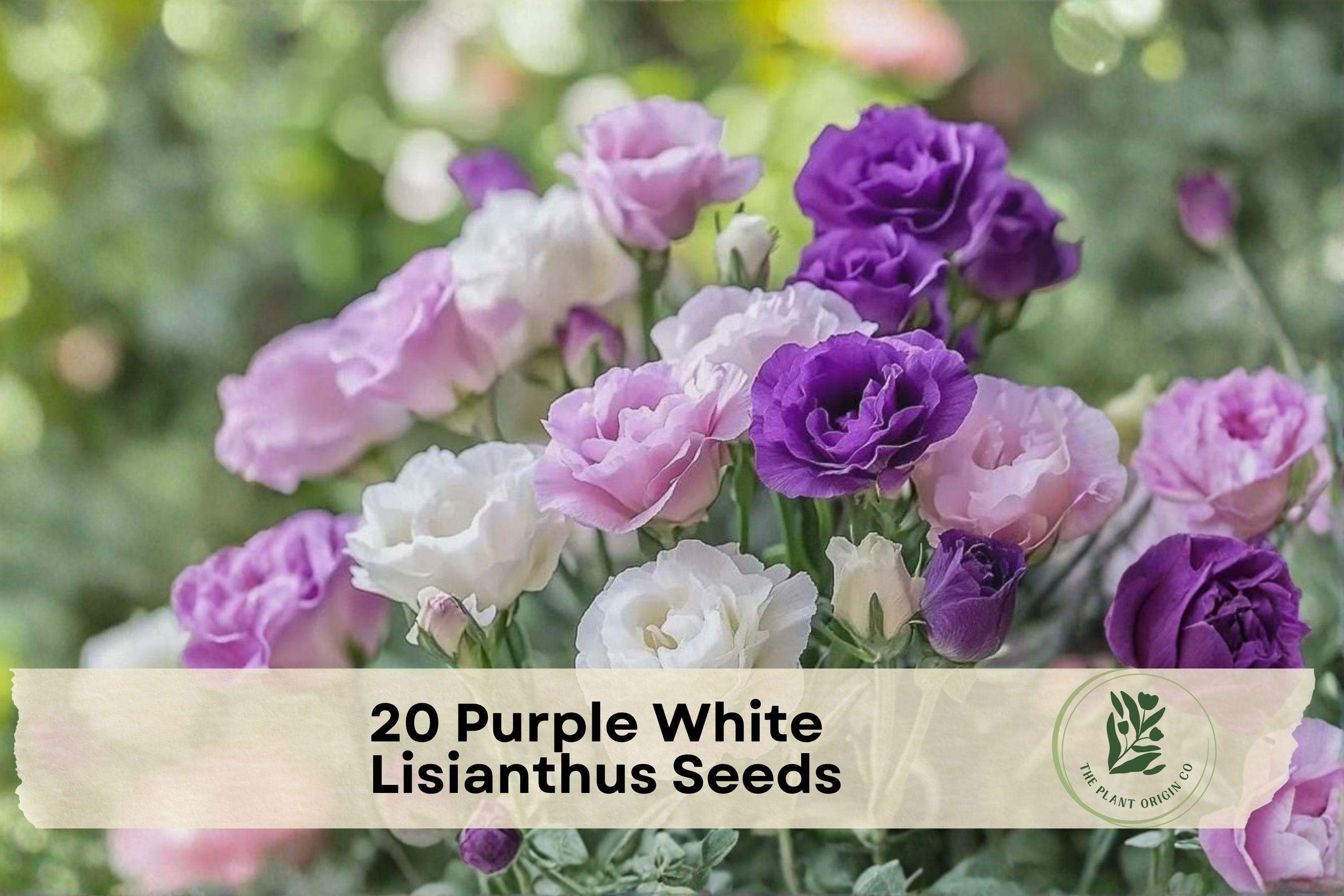 Purple and White Lisianthus Seeds - Eustoma grandiflorum Pelleted Seeds for Garden Beds & Cut Flowers