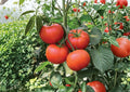 30+ Burpee Big Boy Tomato Seeds, Non-GMO, Heirloom-Style Large Red Slicing Tomato, Lycopersicon esculentum