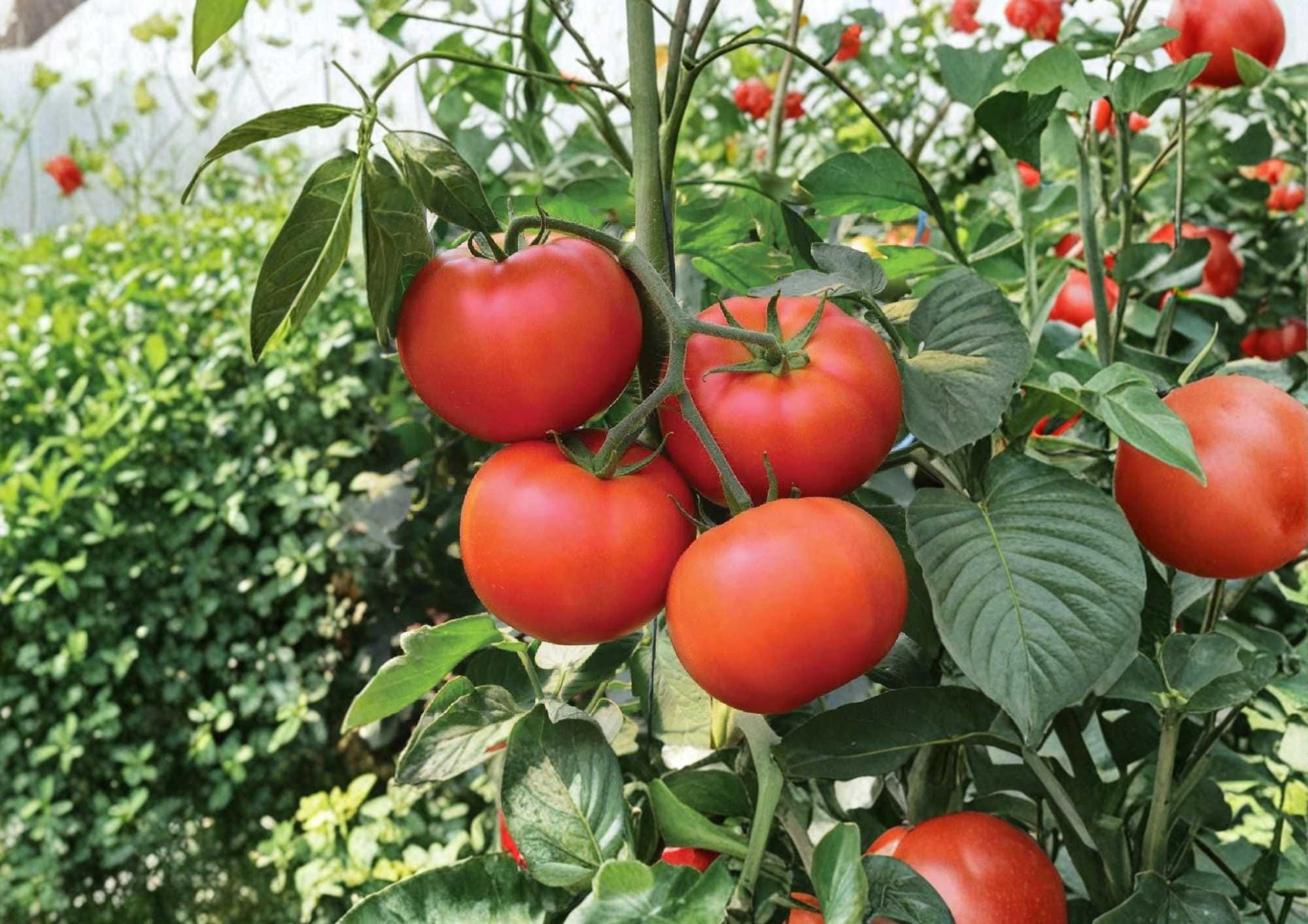 30+ Burpee Big Boy Tomato Seeds, Non-GMO, Heirloom-Style Large Red Slicing Tomato, Lycopersicon esculentum