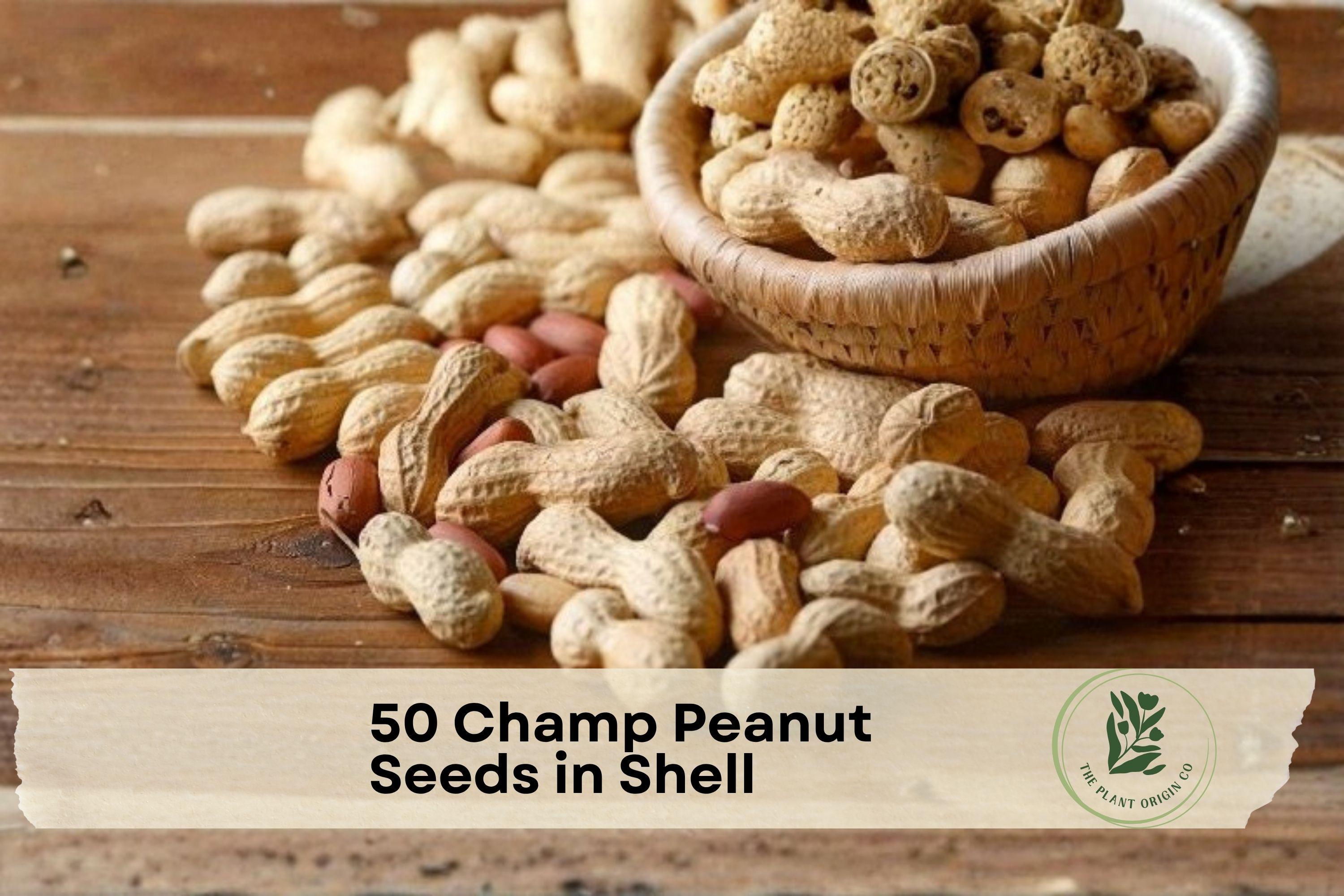 50 Champ Peanut Seeds in Shell, Virginia-Type Arachis hypogaea for Home Garden, Warm-Season Crop, Easy to Grow