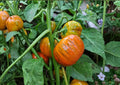 Amana Orange Tomato Seeds, Heirloom Non-GMO, Large Golden Orange Beefsteak, Sweet Low Acid Vegetable Seeds for Garden Planting
