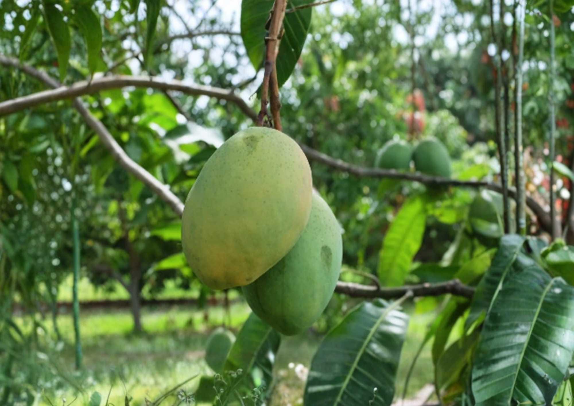 Coconut Cream Grafted Mango Tree – 3–4 Feet Tall – Mangifera indica – Tropical Fruit Tree for Backyard Garden