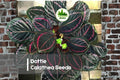 Dottie Calathea Seeds, Tropical Foliage Plant, Calathea roseopicta ‘Dottie’, Indoor Decoration, 25 Seeds