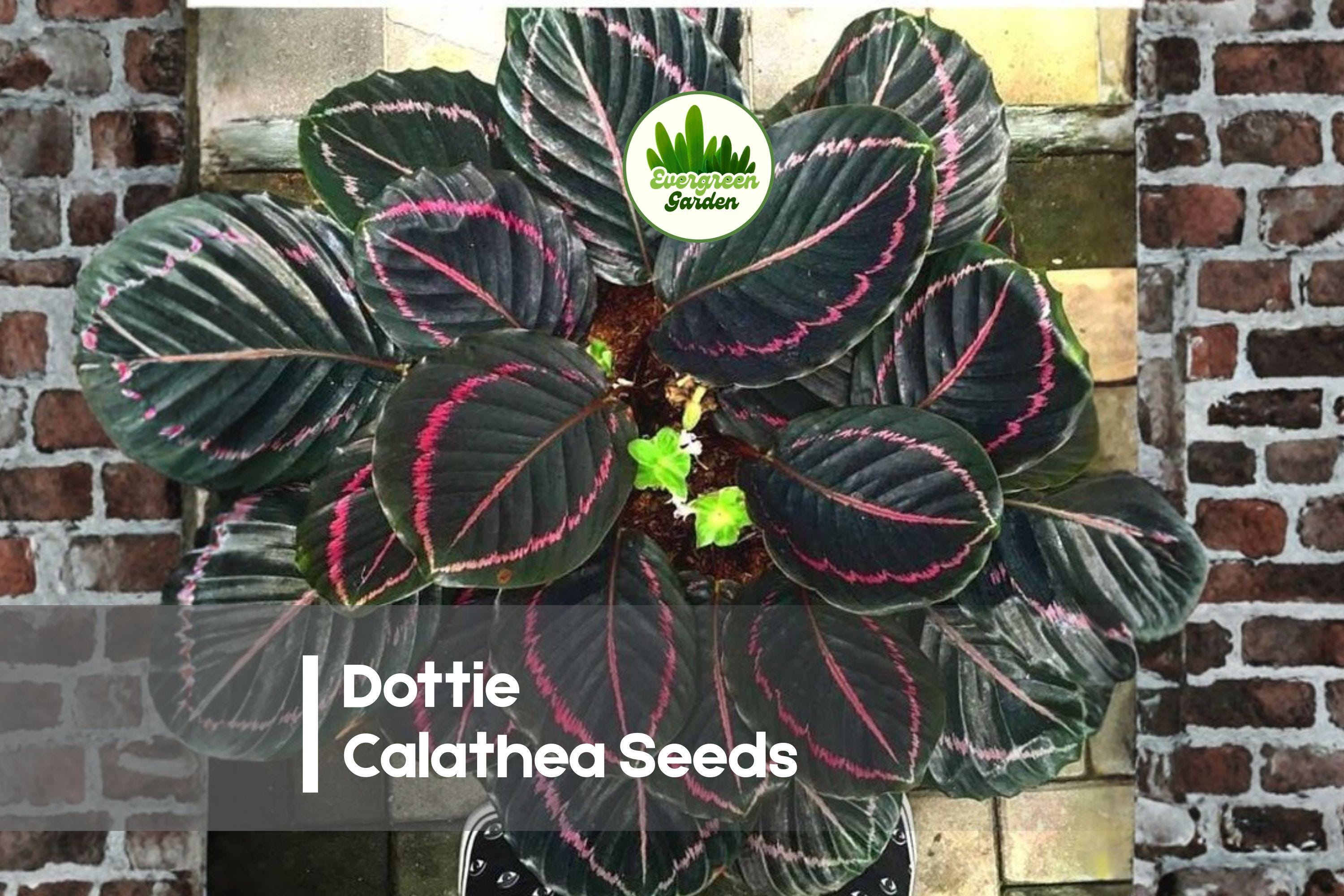 Dottie Calathea Seeds, Tropical Foliage Plant, Calathea roseopicta ‘Dottie’, Indoor Decoration, 25 Seeds