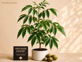 Shellbark Hickory Tree Seedlings – Carya laciniosa Native Hardwood Deciduous Shade Tree for Landscaping