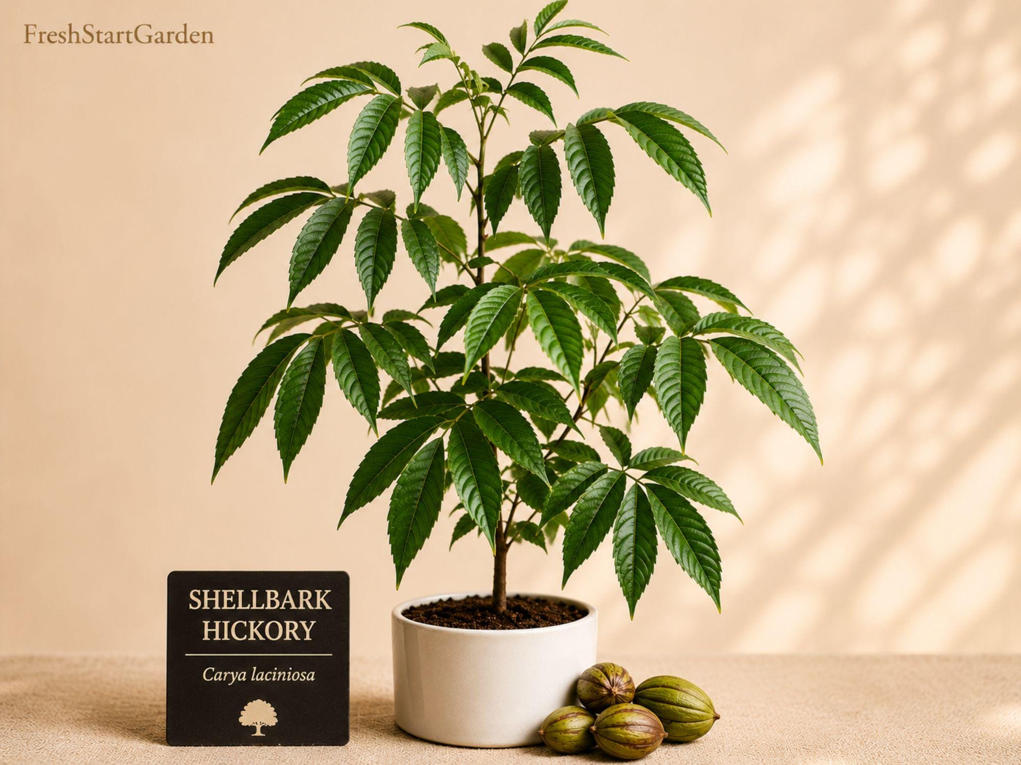 Shellbark Hickory Tree Seedlings – Carya laciniosa Native Hardwood Deciduous Shade Tree for Landscaping