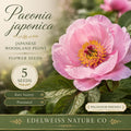 Japanese Woodland Peony Seeds - Heirloom, Non-GMO, Paeonia japonica, Shade Garden Flower, White Blooms, Perennial Seeds