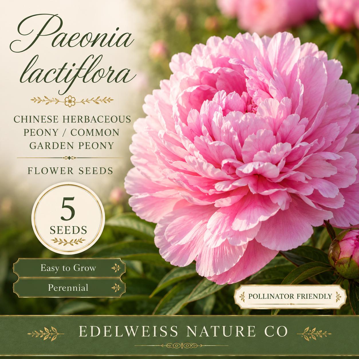 Chinese Peony Seeds, Heirloom Paeonia lactiflora, Perennial Garden Flower, Open-Pollinated, Non-GMO