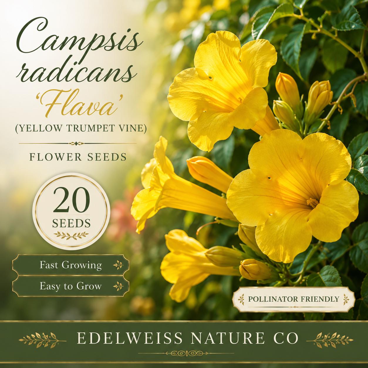 Yellow Trumpet Vine Seeds - Heirloom Non-GMO Climbing Flower for Gardens - Campsis radicans ‘Flava’