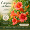 Trumpet Creeper Vine Seeds, Heirloom Red-Orange Climbing Flower, Pollinator Attractor, Campsis radicans