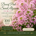 Dwarf Pink Sweet Alyssum Seeds, Fragrant Heirloom Flower, Garden Borders, Lobularia maritima, Non-GMO, 100 Seeds