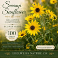 Swamp Sunflower Seeds, Tall Native Heirloom Flower, Helianthus angustifolius, Non-GMO Garden Planting, Pollinator-Friendly Perennial