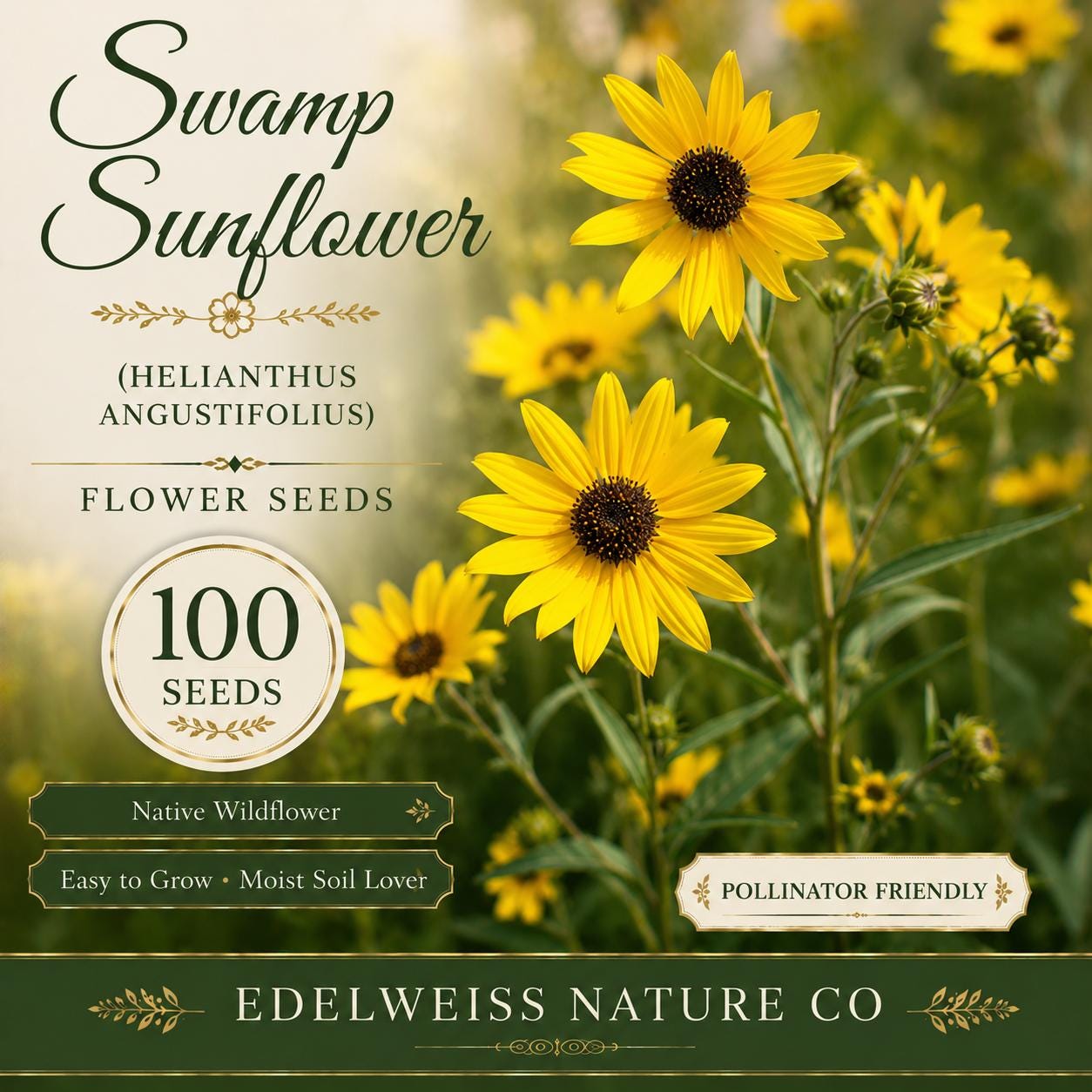 Swamp Sunflower Seeds, Tall Native Heirloom Flower, Helianthus angustifolius, Non-GMO Garden Planting, Pollinator-Friendly Perennial